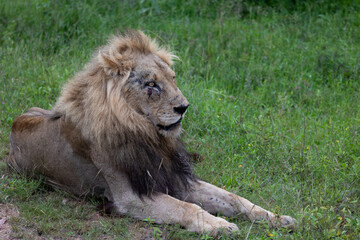 Naklejka premium A male lion - battered and bruised