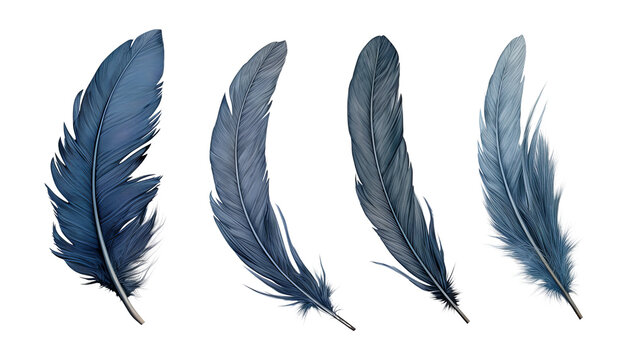 set of dark blue feathers isolated on transparent background cutout