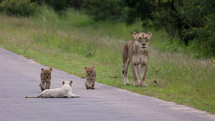 A white lion cub in Kruger National Park