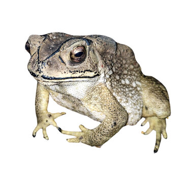 Close-up of a brown and green frog and toad, isolated on a white background in a studio setting