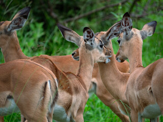 Petit groupe de jeune impala dans la nature