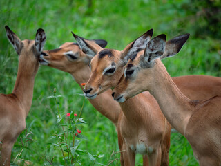 Une famille de jeunes Impala en extérieur, avec des juvéniles qui se font leur toilette