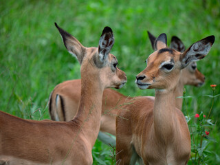 Deux impalas juvéniles se regardent les yeux dans les yeux