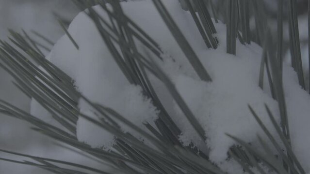Macro Pine Needles Snow