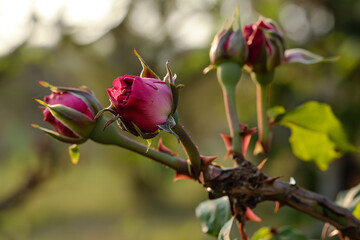 Pruning roses, detailed, careful, thorny. 