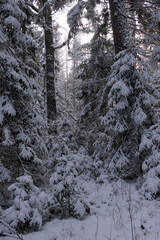 Wintertime landscape of snowy coniferous tree stand