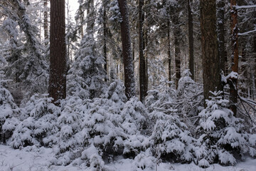 Fototapeta na wymiar Wintertime landscape of snowy coniferous tree stand