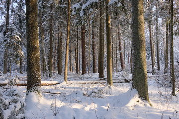 Wintertime landscape of snowy coniferous tree stand