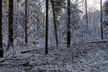 Wintertime landscape of snowy coniferous tree stand
