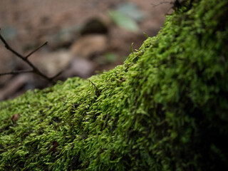 Mousse de for&ecirc;t verte sur un arbre