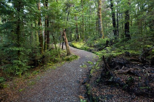 New Zealand Native forest bush path 