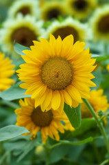 Close-up of Sunflowers. Yellow flowers with green leaves in the summer garden.
