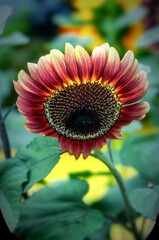 Close-up of Sunflower. Red flower with green leaves in the summer garden.