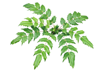 ヒイラギナンテン　1月撮影