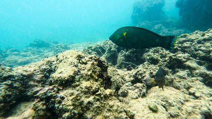 under water wildlife in Sri Lanka