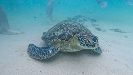 Obraz premium wild turtle in Sri lanka