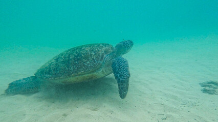 Obraz premium wild turtle in Sri lanka