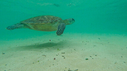 Obraz premium wild turtle in Sri lanka