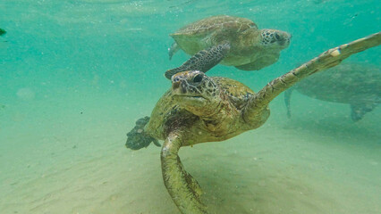 wild turtle in Sri lanka