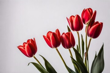 red and white tulips