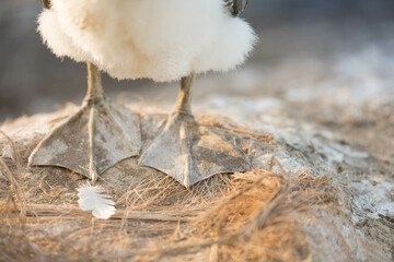feet of a young gannet  Muriwai Beach, Auckland