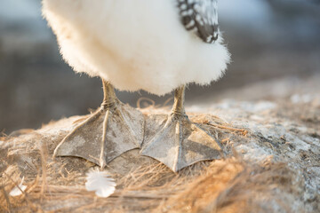 feet of a young gannet  Muriwai Beach, Auckland