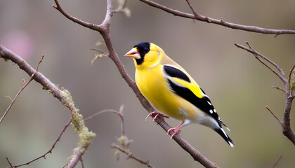 Beautiful yellow goldfinch bird in trees