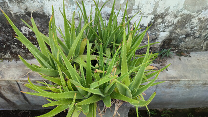 Unhealthy aloe vera plant in front of dirty wall