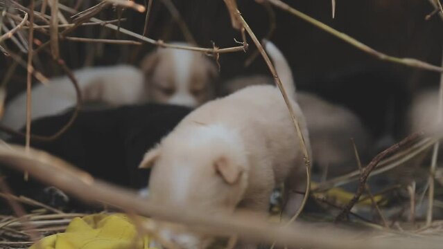 There are many puppies in the forest
