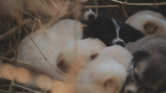 There are many puppies in the forest