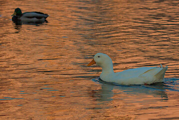 A large bright white duck with a bright orange beak swims in the lake. Golden color of water at sunset. Wild nature. Close-up.