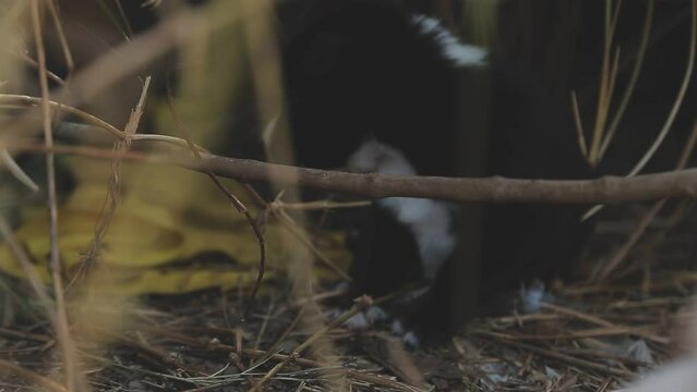 There are many puppies in the forest