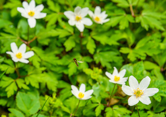 Fototapeta na wymiar flowers of wood anemone (Anemone nemorosa) also known as windflower, thimbleweed, smell fox
