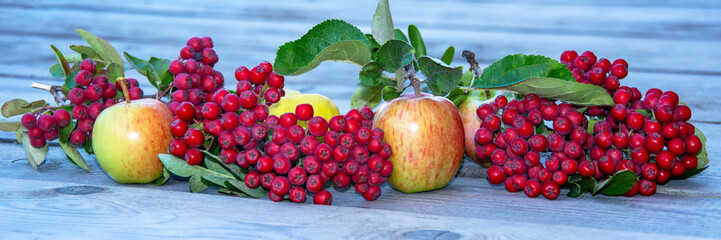 Rowan and apples. Natural horizontal background from berries and leaves of rowan and apples....