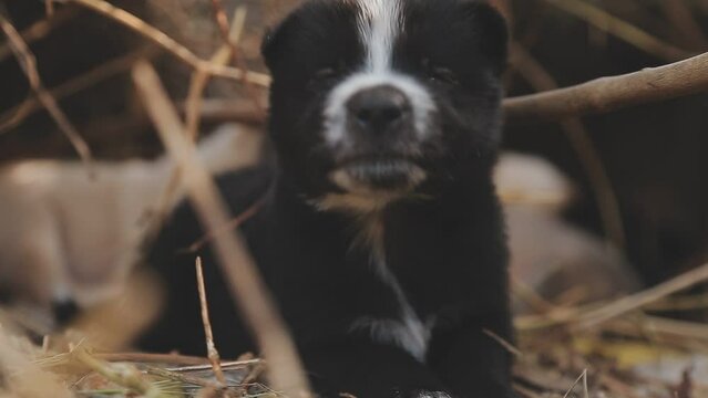 There are many puppies in the forest