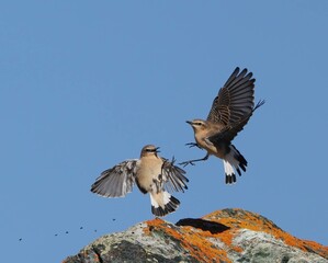 Two Northern Wheatears Engaging in Aerial Combat for Insect Hunting Over a Colorful Rock