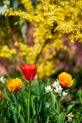 nice tulips in the garden