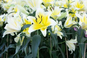 Fototapeta na wymiar yellow lilly flower in the garden.