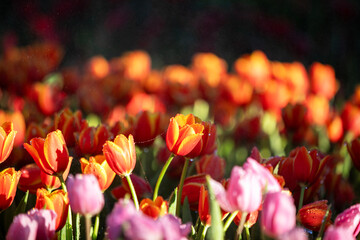 soft orange tulips in the garden and orange tulips dark background.