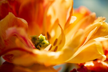 Fototapeta premium nice spring flowers - colorful tulips