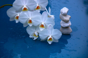 weiße orchidee steine wasser