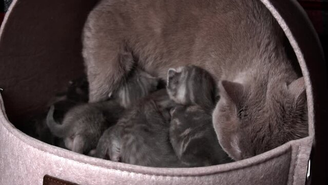 Gray purebred domestic kittens crawl and call their mother cat. Newborn kittens resting together. They have soft, fluffy fur with stripes and spots.