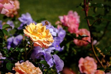A bee on a yellow rose