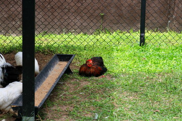 A black, brown and red chicken sitting on fresh green grass beside chicken feed trough, some sunlight around area, Thailand.