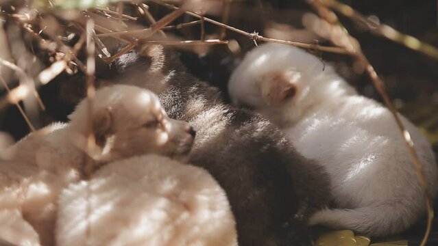 There are many puppies in the forest