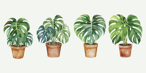 set of watercolor monstera potted on white background