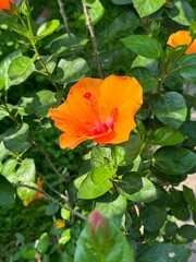 Orange hibiscus flower for summer floral element, plant, tree, garden, ads, banner, background, wallpaper, backdrop, social media post, print, poster, postcard, card