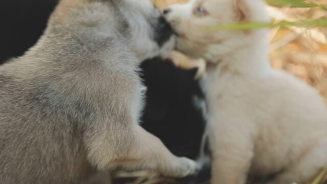 There are many puppies in the forest