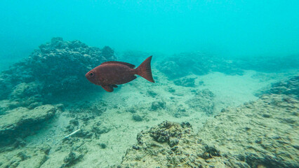 Fototapeta premium under water wildlife in Sri Lanka