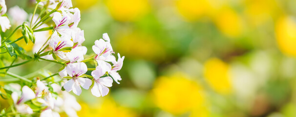 Closeup of mini white flower under sunlight with copy space using as background natural green plants landscape, ecology wallpaper cover page concept.